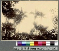 藏品(熱帶樹木)的圖片